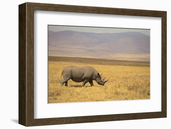 Black Rhinoceros-DLILLC-Framed Photographic Print