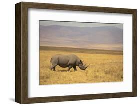 Black Rhinoceros-DLILLC-Framed Photographic Print