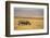 Black Rhinoceros-DLILLC-Framed Photographic Print