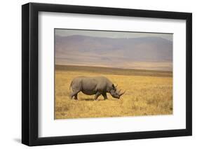 Black Rhinoceros-DLILLC-Framed Photographic Print