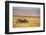 Black Rhinoceros-DLILLC-Framed Photographic Print