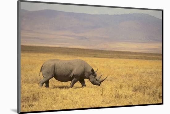 Black Rhinoceros-DLILLC-Mounted Photographic Print