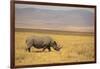 Black Rhinoceros-DLILLC-Framed Photographic Print