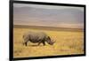 Black Rhinoceros-DLILLC-Framed Photographic Print