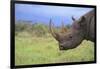 Black Rhinoceros-DLILLC-Framed Photographic Print