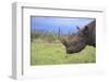 Black Rhinoceros-DLILLC-Framed Photographic Print