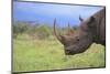 Black Rhinoceros-DLILLC-Mounted Photographic Print