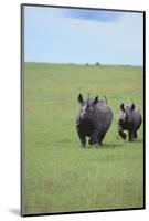 Black Rhinoceros-DLILLC-Mounted Photographic Print