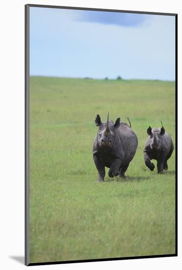 Black Rhinoceros-DLILLC-Mounted Photographic Print