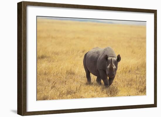 Black Rhinoceros-DLILLC-Framed Photographic Print