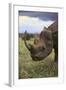 Black Rhinoceros-DLILLC-Framed Photographic Print