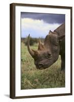 Black Rhinoceros-DLILLC-Framed Photographic Print