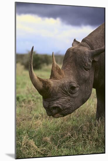 Black Rhinoceros-DLILLC-Mounted Photographic Print