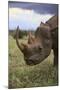 Black Rhinoceros-DLILLC-Mounted Photographic Print