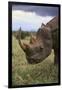 Black Rhinoceros-DLILLC-Framed Photographic Print