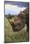 Black Rhinoceros-DLILLC-Mounted Photographic Print