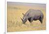 Black Rhinoceros-DLILLC-Framed Photographic Print