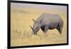 Black Rhinoceros-DLILLC-Framed Photographic Print