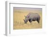 Black Rhinoceros-DLILLC-Framed Photographic Print