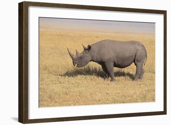 Black Rhinoceros-DLILLC-Framed Photographic Print