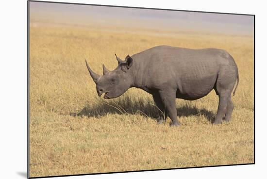 Black Rhinoceros-DLILLC-Mounted Photographic Print