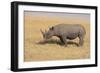 Black Rhinoceros-DLILLC-Framed Photographic Print