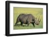 Black Rhinoceros-DLILLC-Framed Photographic Print