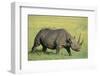 Black Rhinoceros-DLILLC-Framed Photographic Print