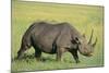 Black Rhinoceros-DLILLC-Mounted Photographic Print