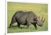 Black Rhinoceros-DLILLC-Framed Photographic Print