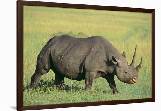 Black Rhinoceros-DLILLC-Framed Photographic Print