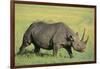 Black Rhinoceros-DLILLC-Framed Photographic Print