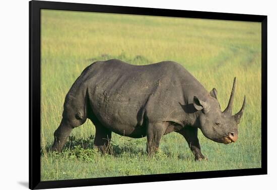 Black Rhinoceros-DLILLC-Framed Photographic Print