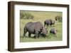 Black Rhinoceros-DLILLC-Framed Photographic Print