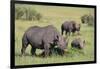 Black Rhinoceros-DLILLC-Framed Photographic Print