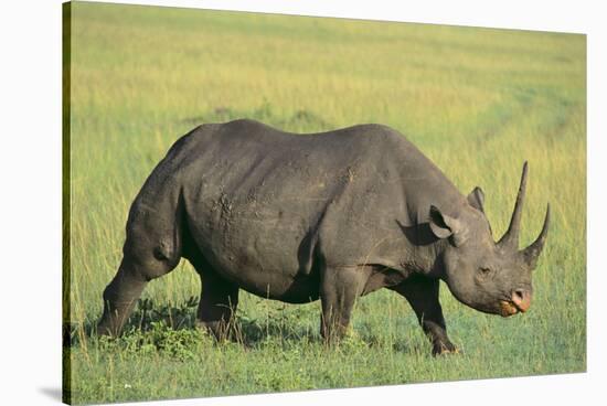 Black Rhinoceros-DLILLC-Stretched Canvas