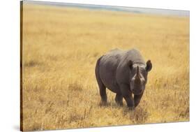 Black Rhinoceros-DLILLC-Stretched Canvas