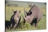 Black Rhinoceros-DLILLC-Stretched Canvas