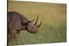 Black Rhinoceros-DLILLC-Stretched Canvas