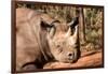 Black Rhinoceros-Lantern Press-Framed Art Print