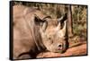 Black Rhinoceros-Lantern Press-Framed Stretched Canvas