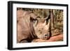 Black Rhinoceros-Lantern Press-Framed Art Print