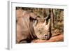 Black Rhinoceros-Lantern Press-Framed Art Print