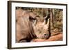 Black Rhinoceros-Lantern Press-Framed Art Print