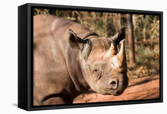Black Rhinoceros-Lantern Press-Framed Stretched Canvas