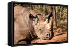 Black Rhinoceros-Lantern Press-Framed Stretched Canvas
