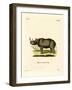 Black Rhinoceros-null-Framed Giclee Print