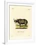 Black Rhinoceros-null-Framed Giclee Print