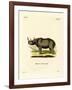 Black Rhinoceros-null-Framed Giclee Print