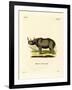 Black Rhinoceros-null-Framed Giclee Print